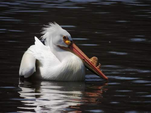 pelican by Ken Groezinger-2